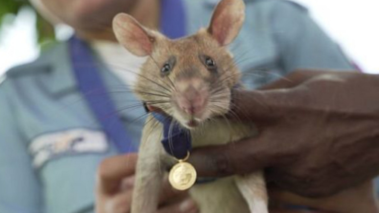 Pacov sa medaljom za hrabrost