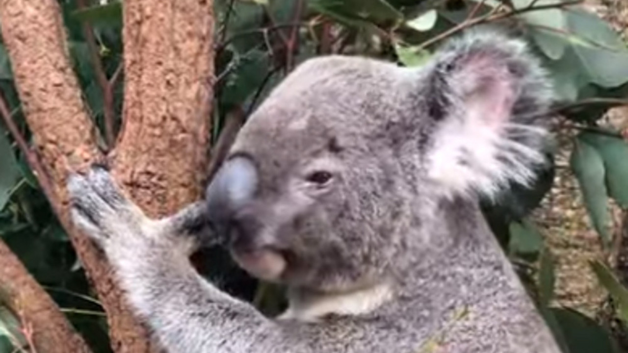 Koala