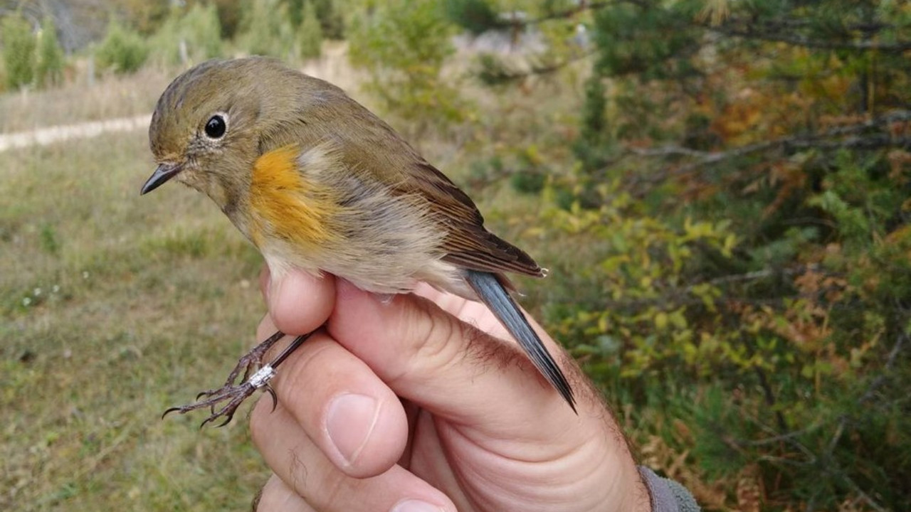 sibirska plavorepka