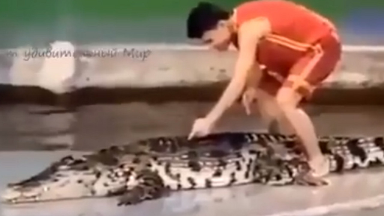 Krokodil i čovek