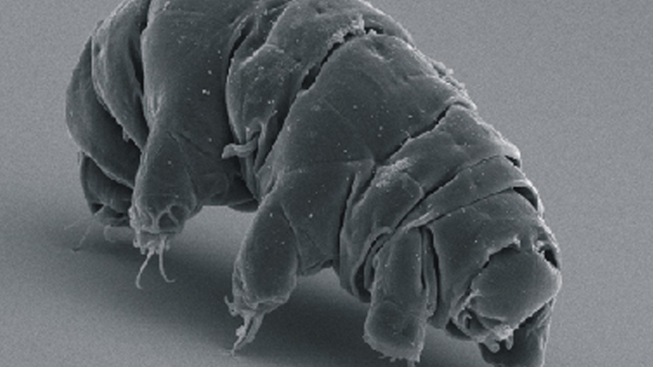 Tardigrade