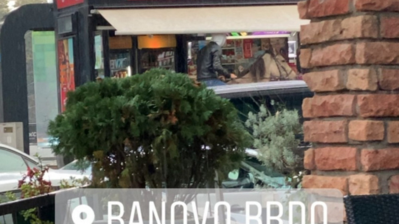 Konj usred beograda