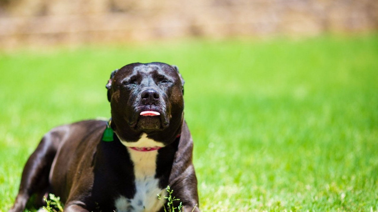 Pitbul