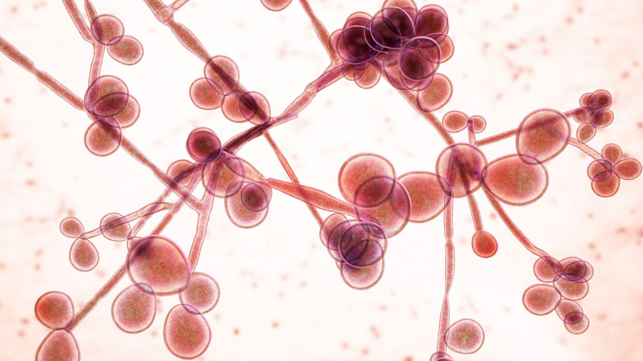Kandida virus