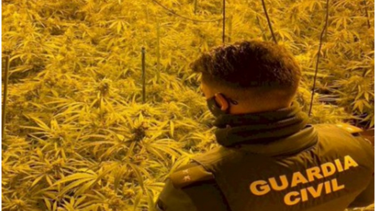 Marihuana, Španija