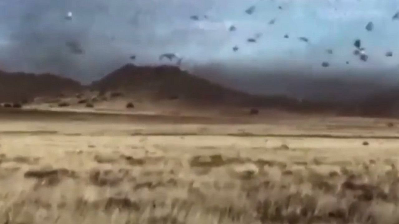 Skakavci, Afrika