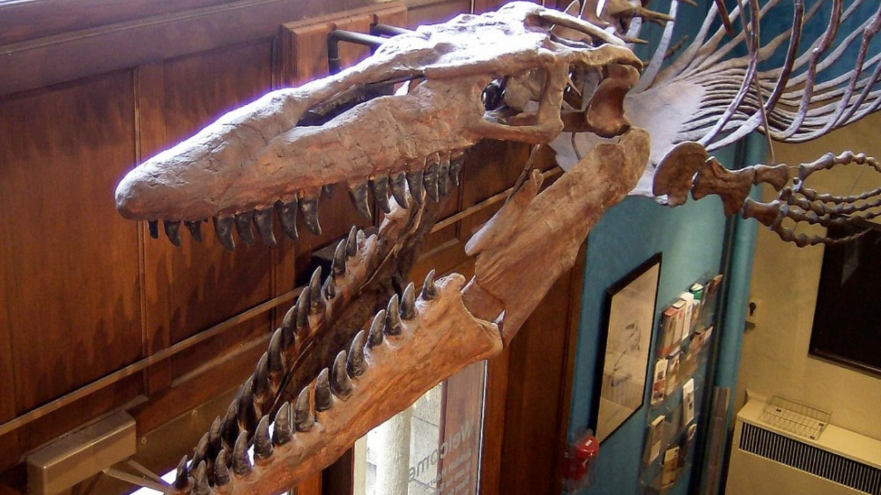 mososaurus