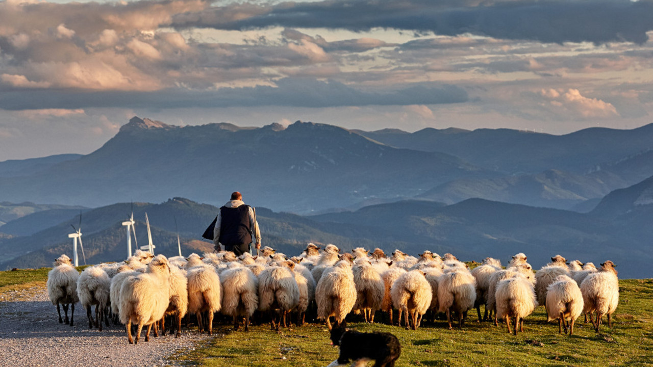 Čobanin, ovčar, pastir