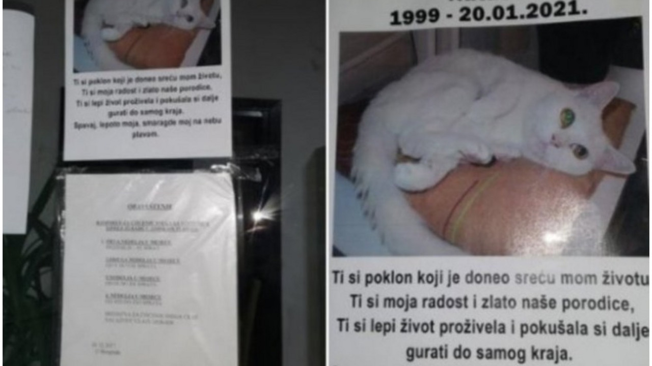 umrlica