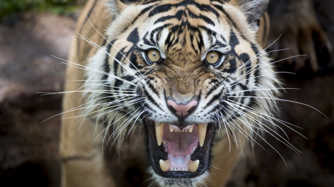 tigar