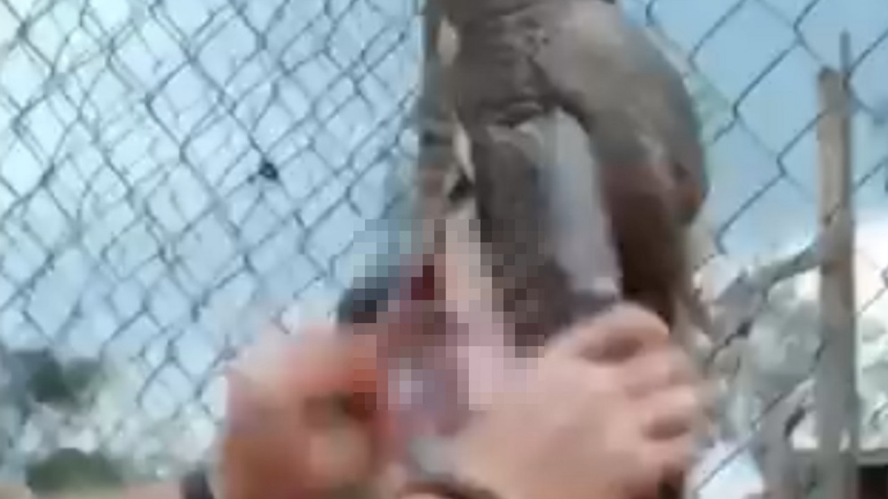 krokodil
