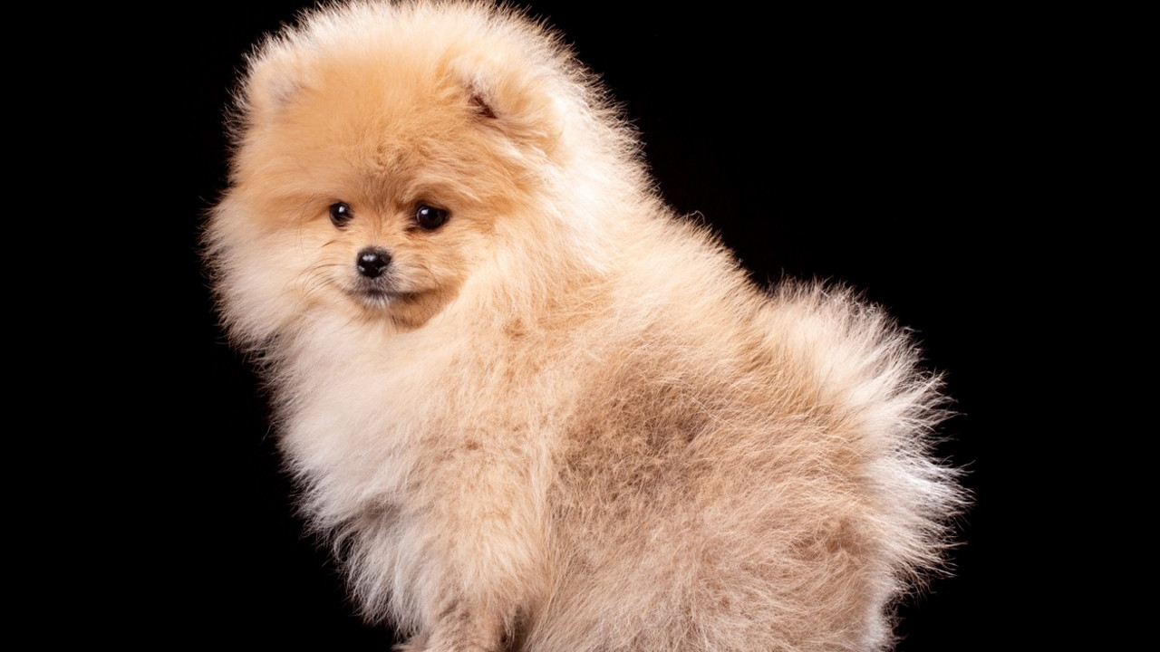 pomeranac