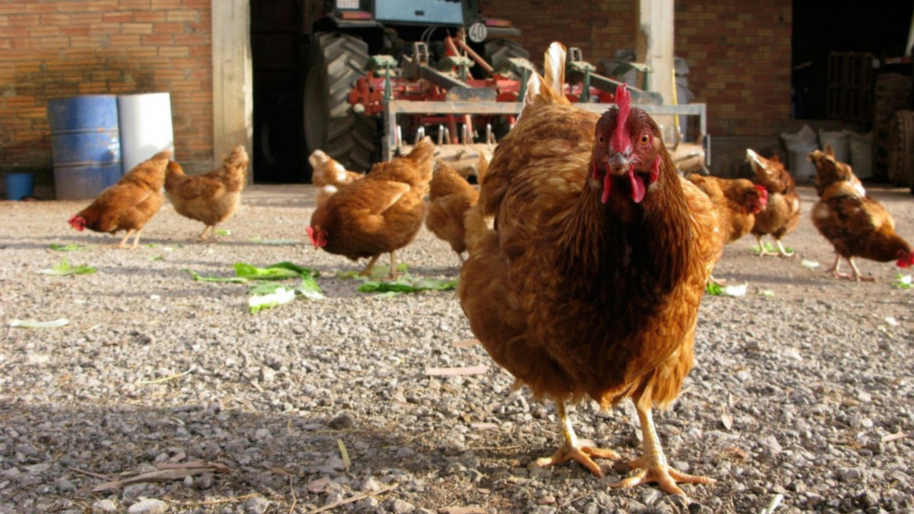 kokoške, farma