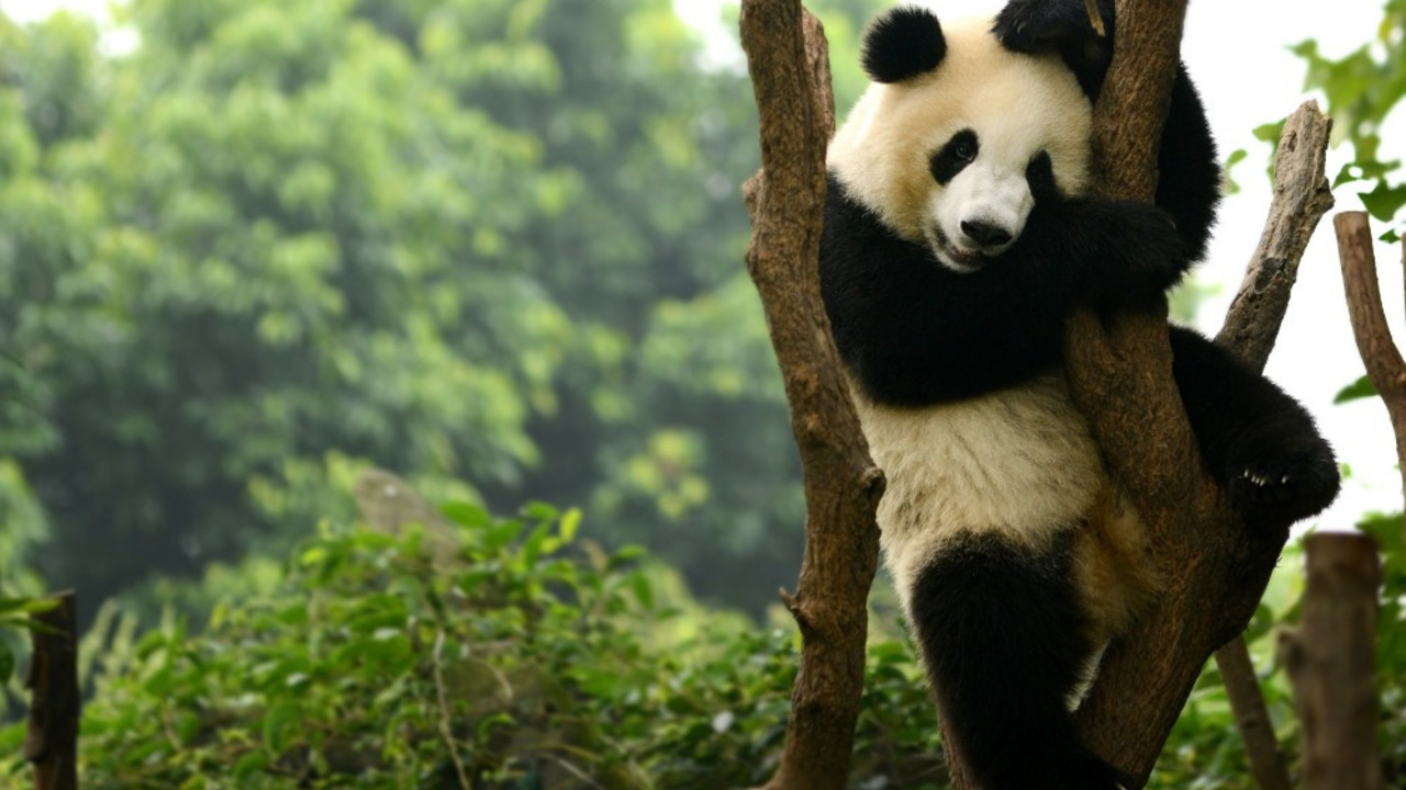 panda