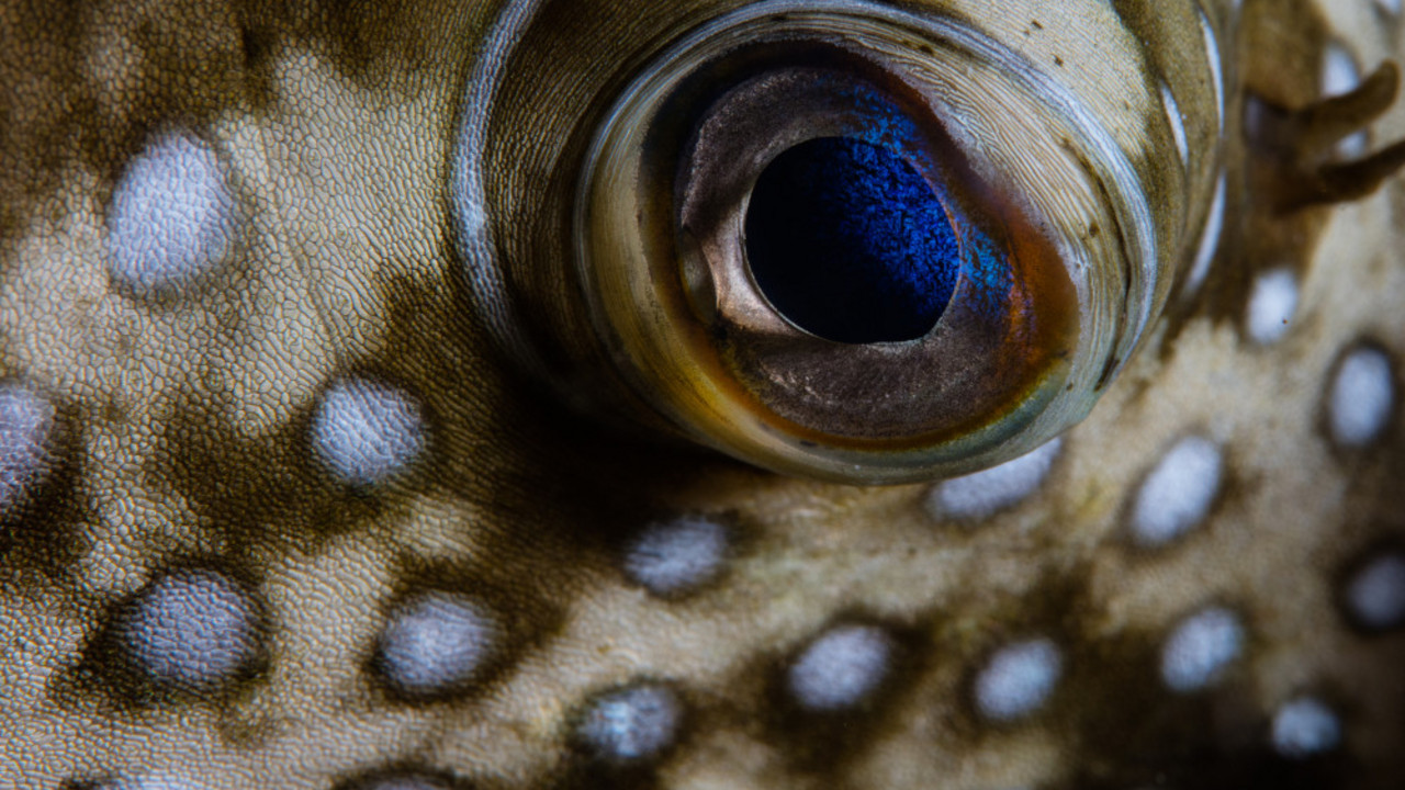 Naduvena riba - Pufferfish