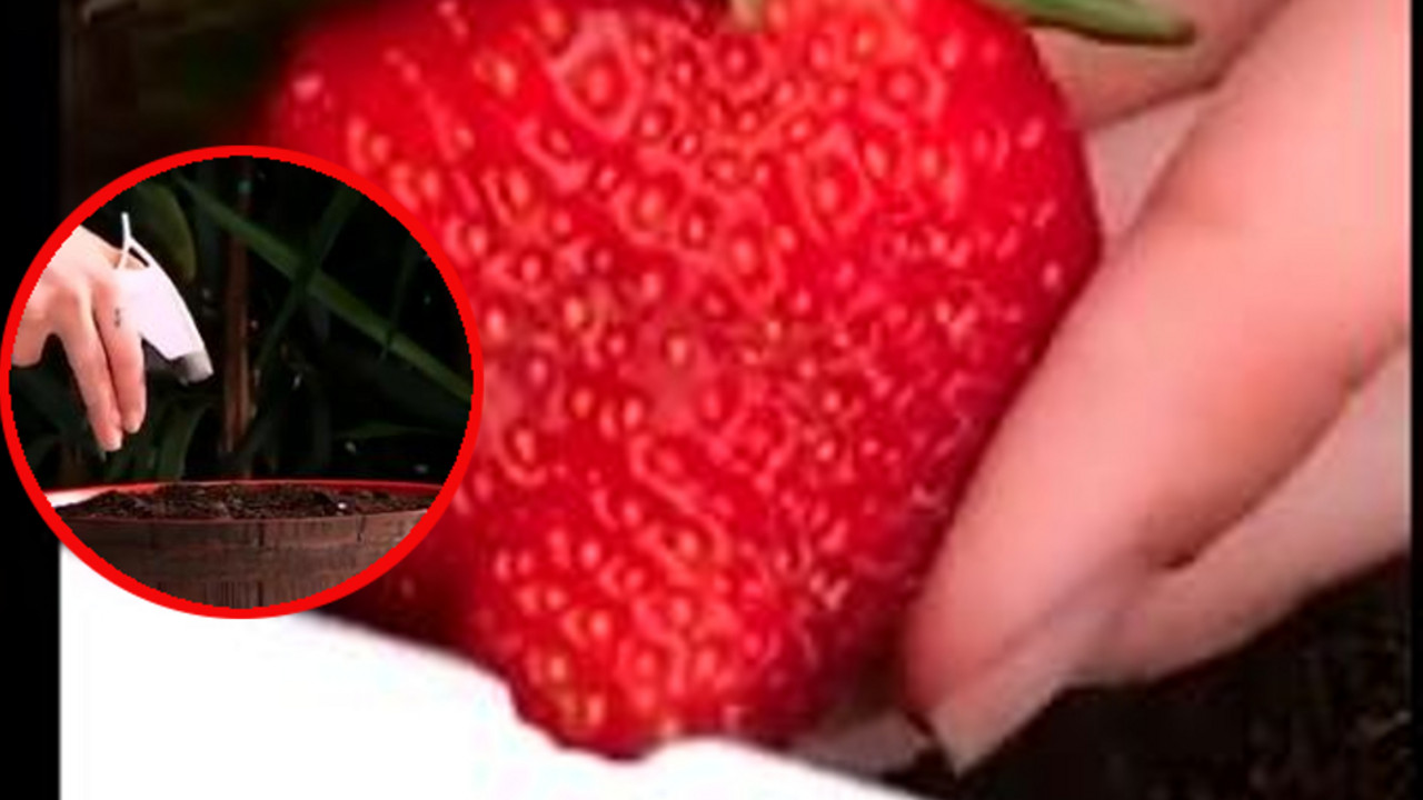 jagode