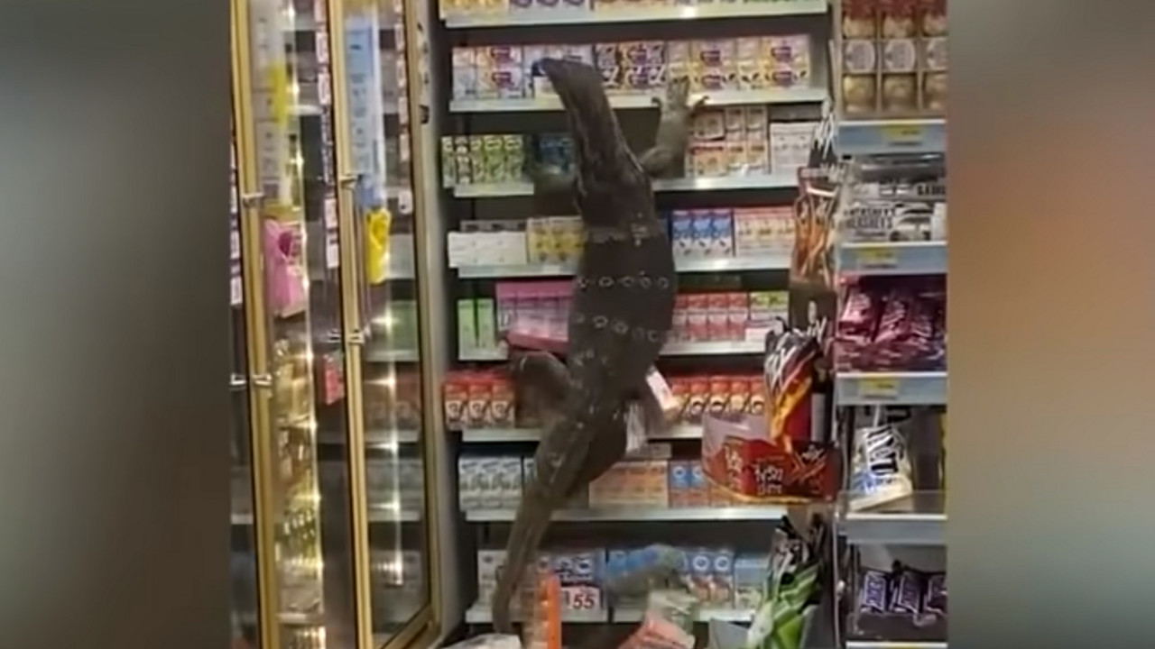 Gušteri dvomertaši u marketu na Tajlandu