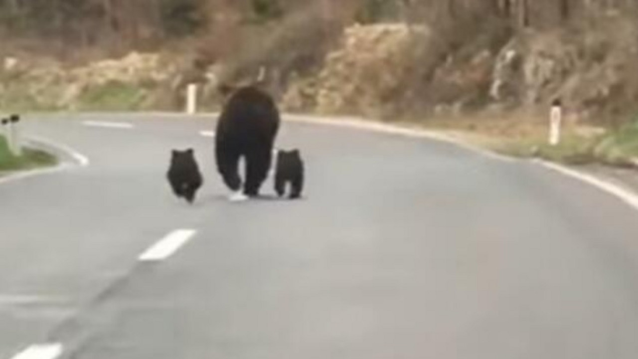 snimak medveda u Sloveniji