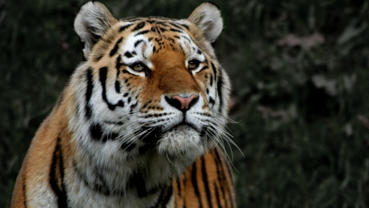 tigar