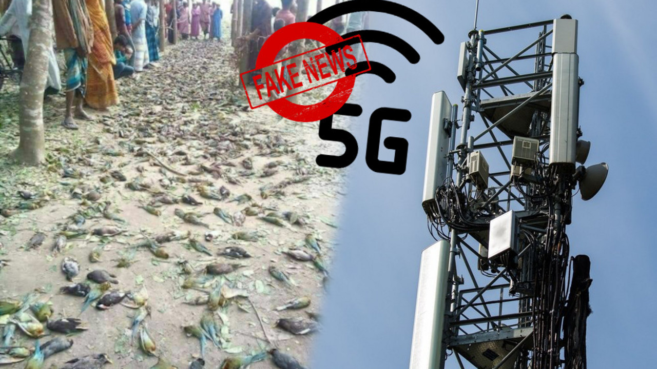 5G, mrtve ptice