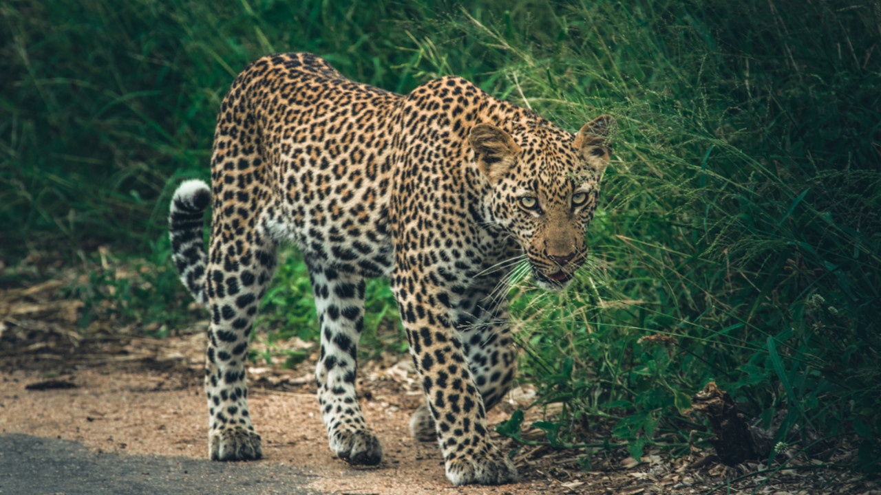 leopard
