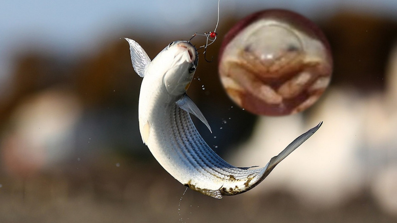 Riba Cipula i parazit