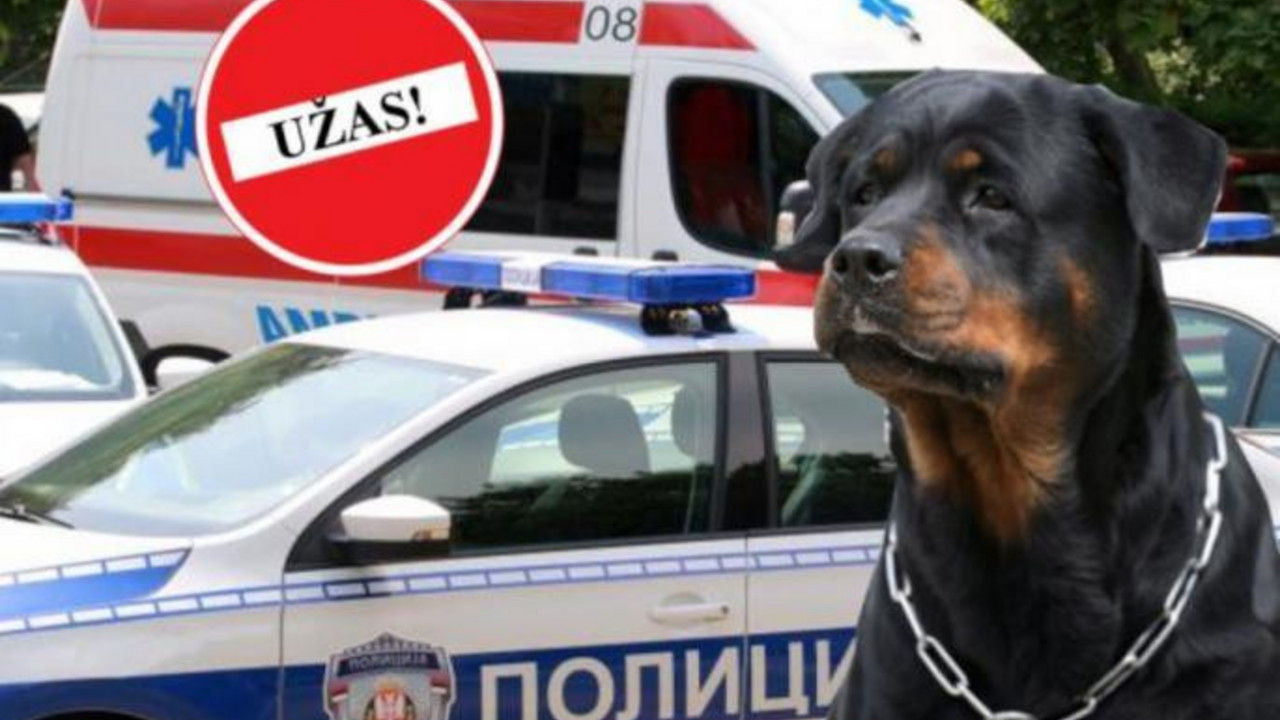 Pucnjava na psa