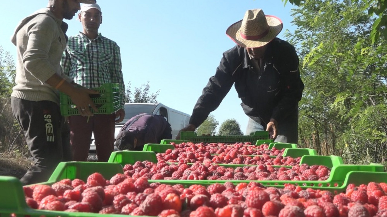 maline