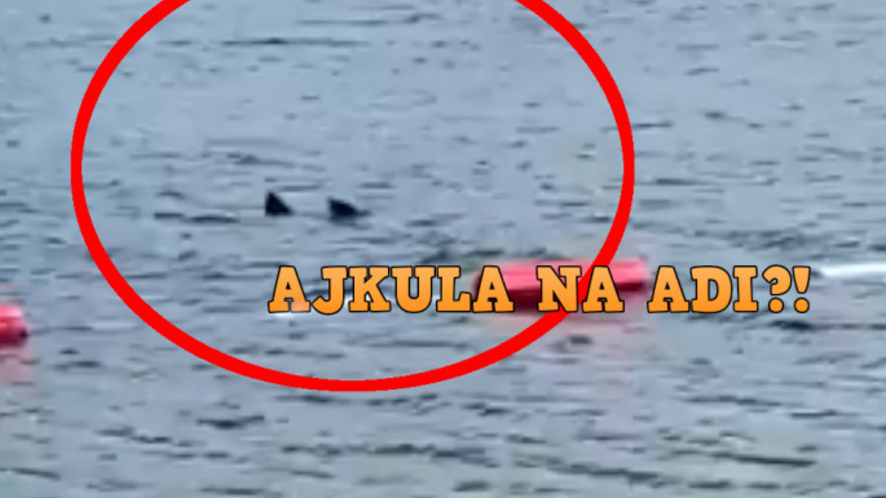 ajkula na adi