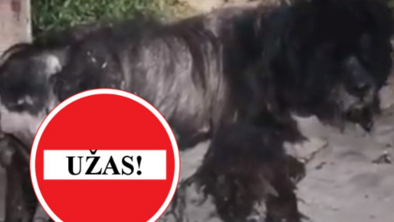 užas