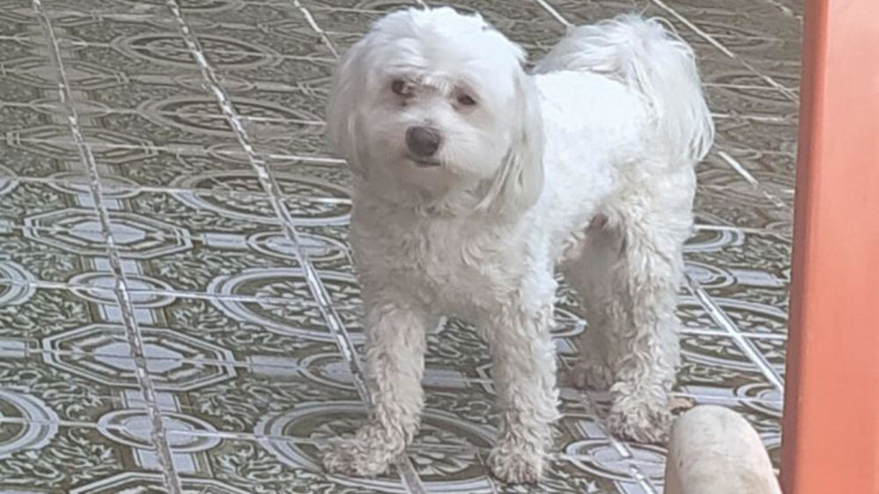 maltezer