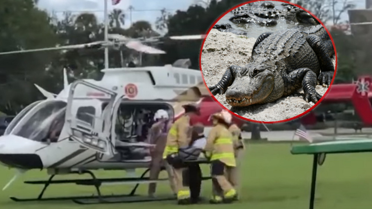 aligator