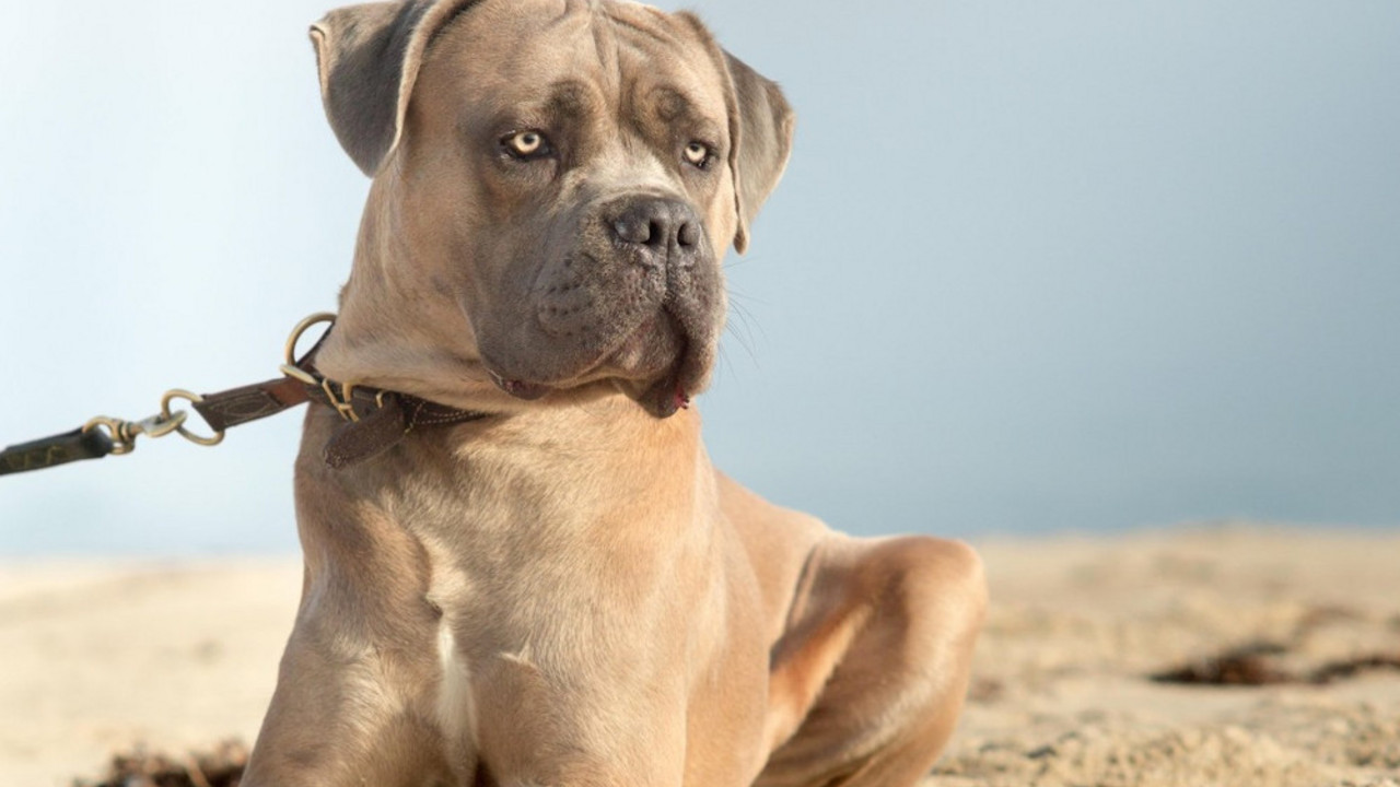 Pas "cane corso"
