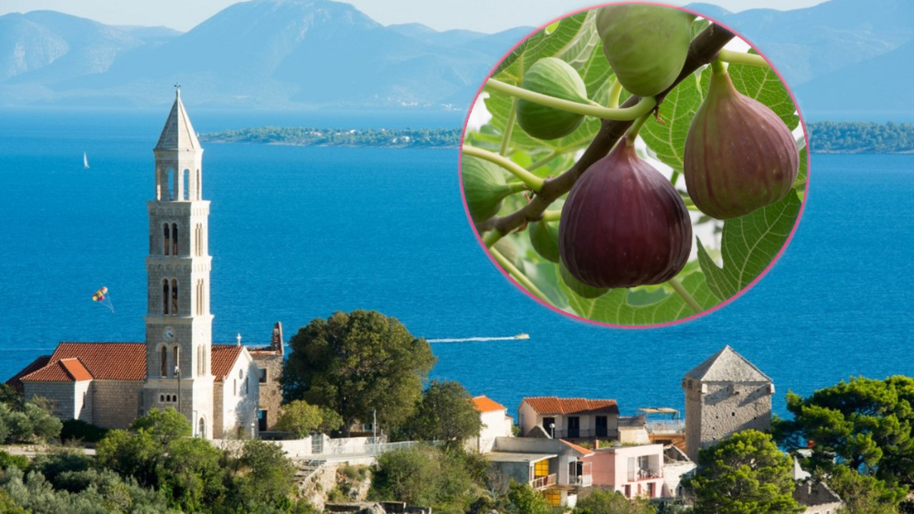 smokva, Korčula