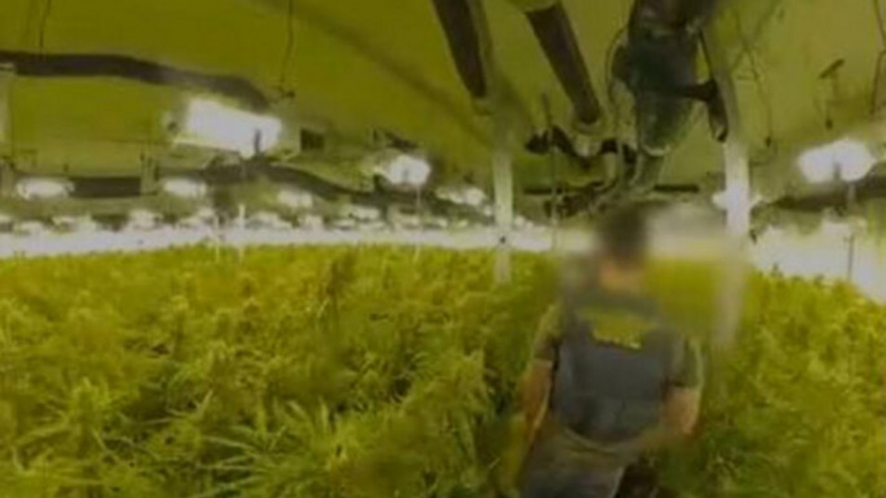marihuana