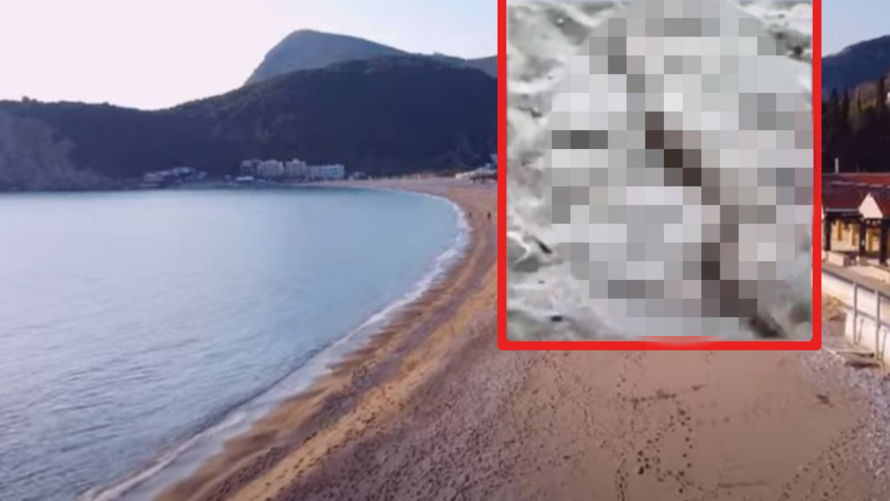 zmija na plaži