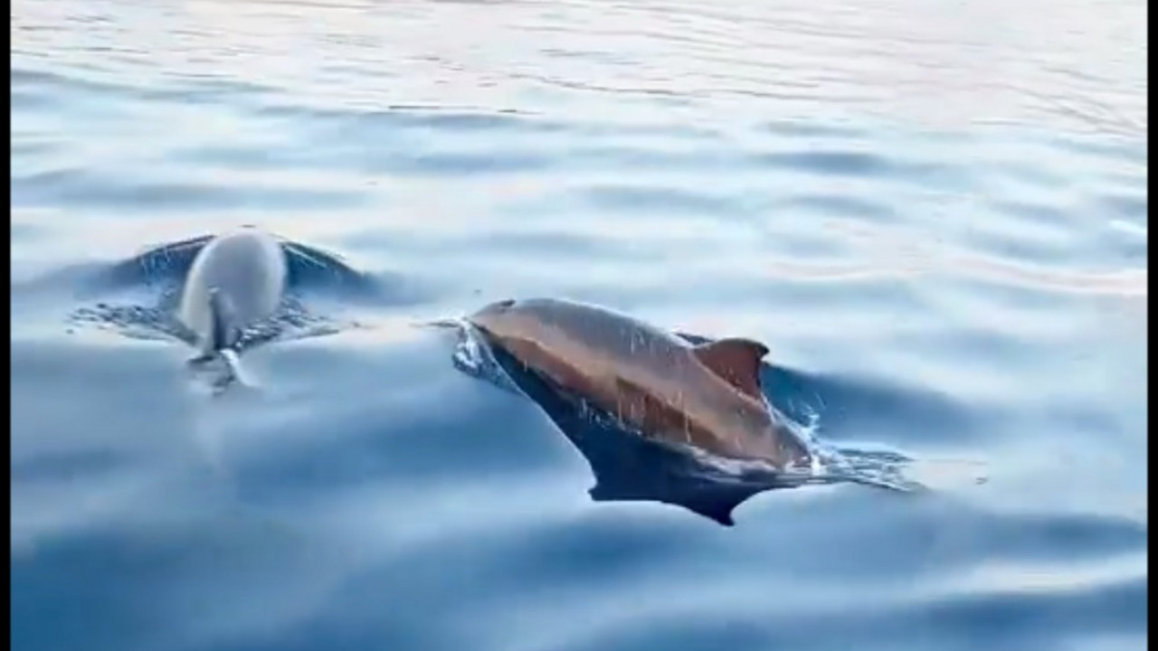 delfini