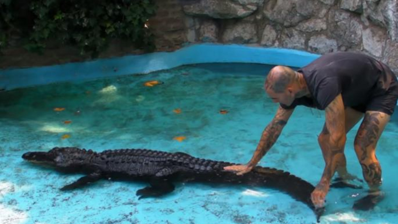 Aligator Muja