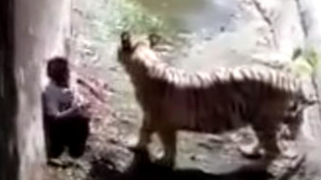 Tigar ubija čoveka u Zoo vrtu