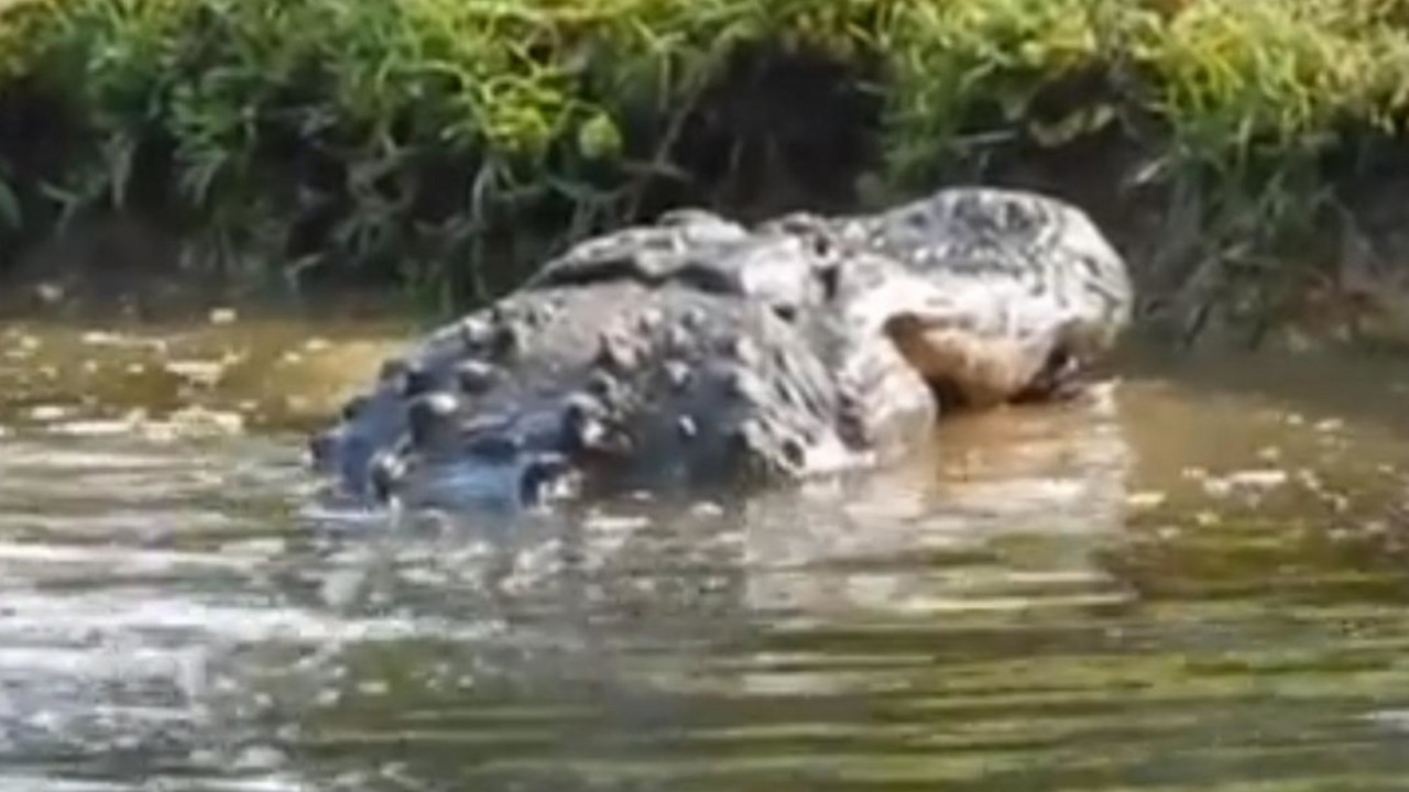 Aligator