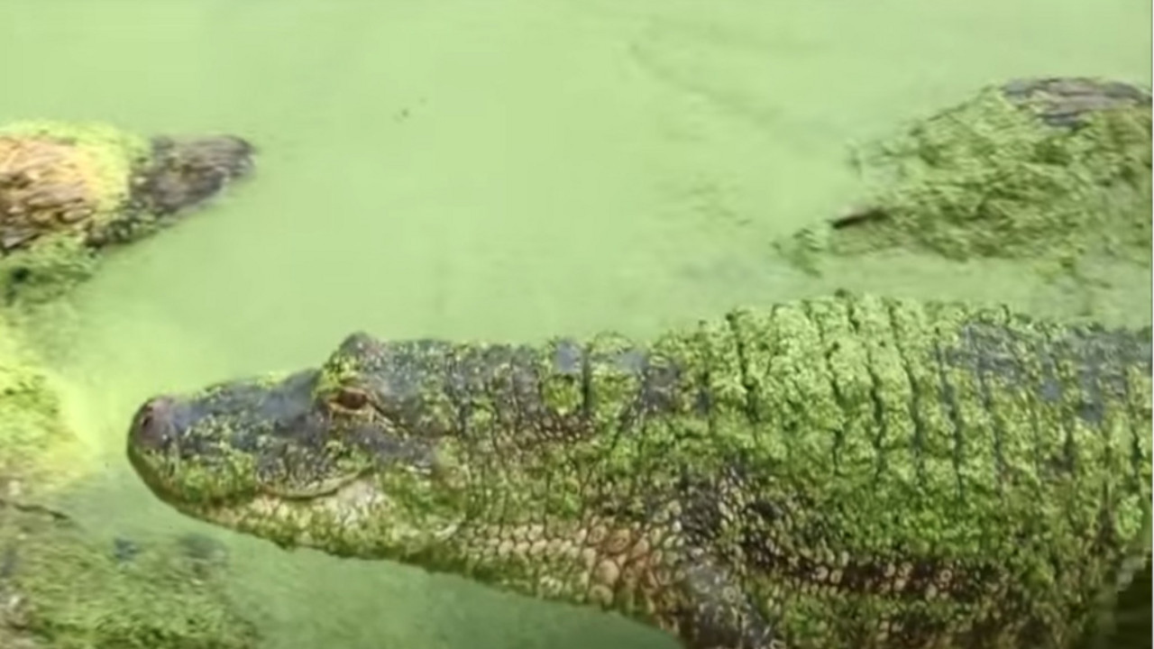 Aligator napao ženu