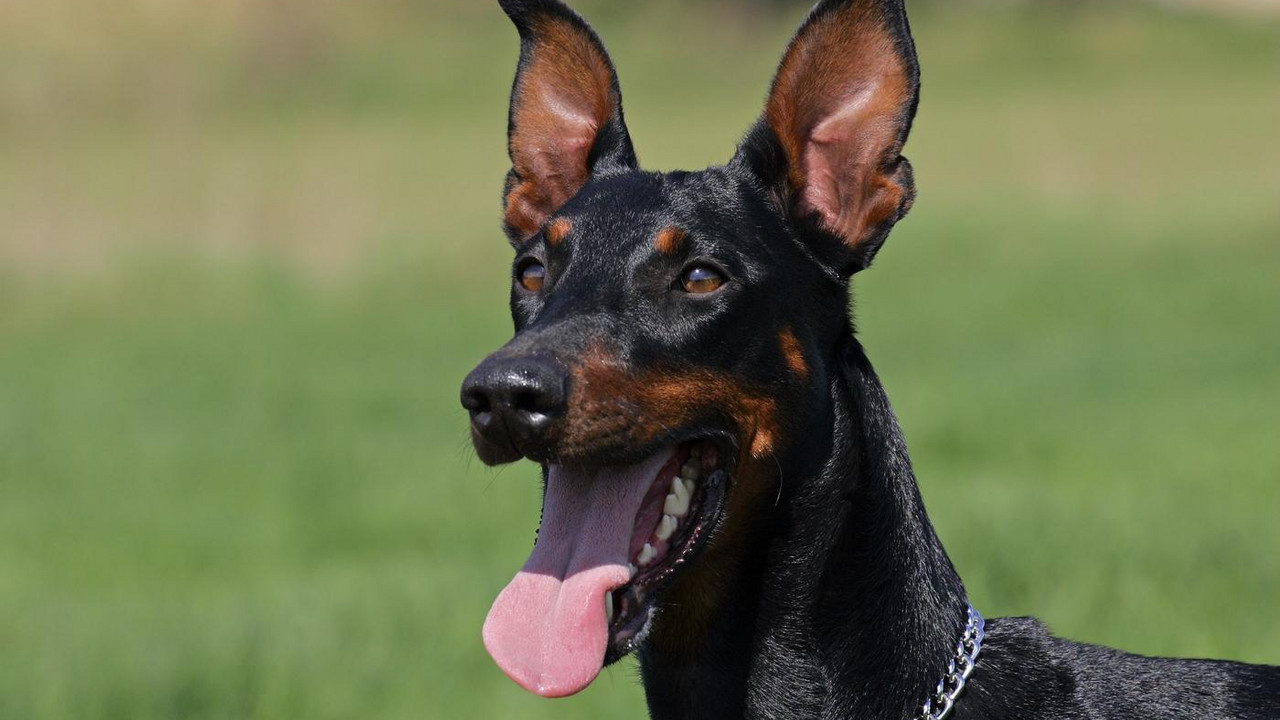 doberman