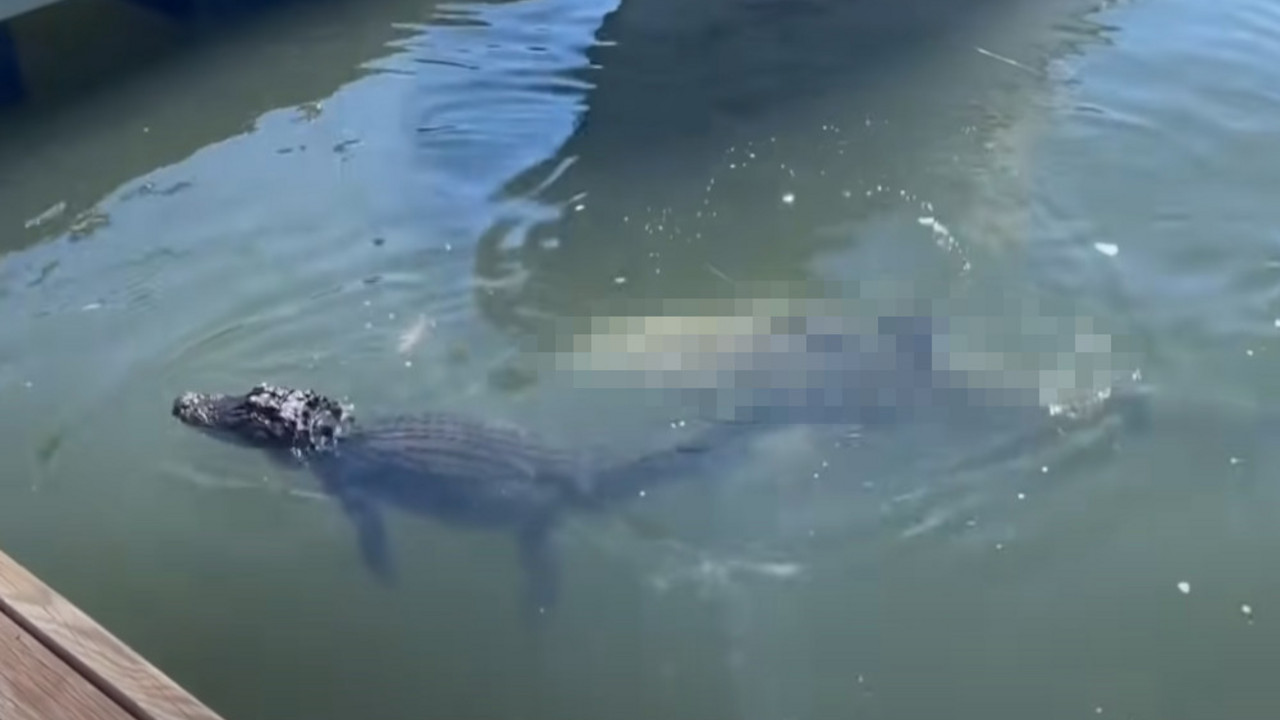aligator
