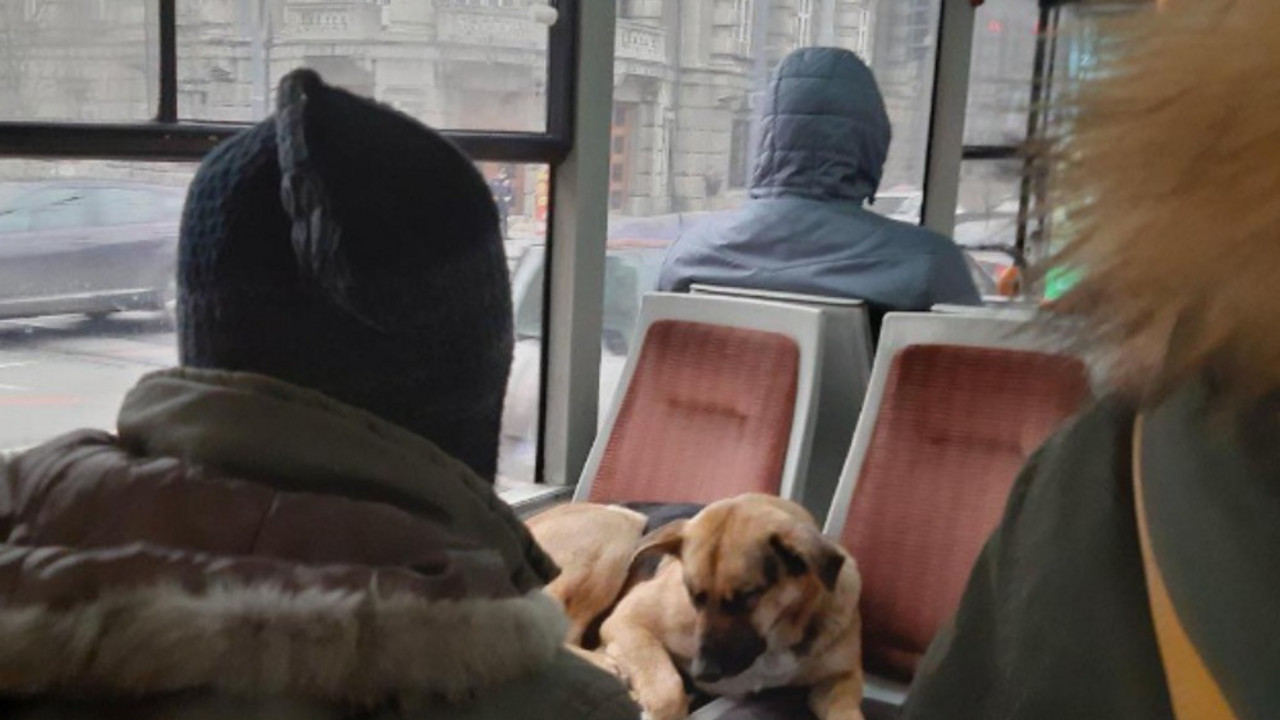 Žuti pas