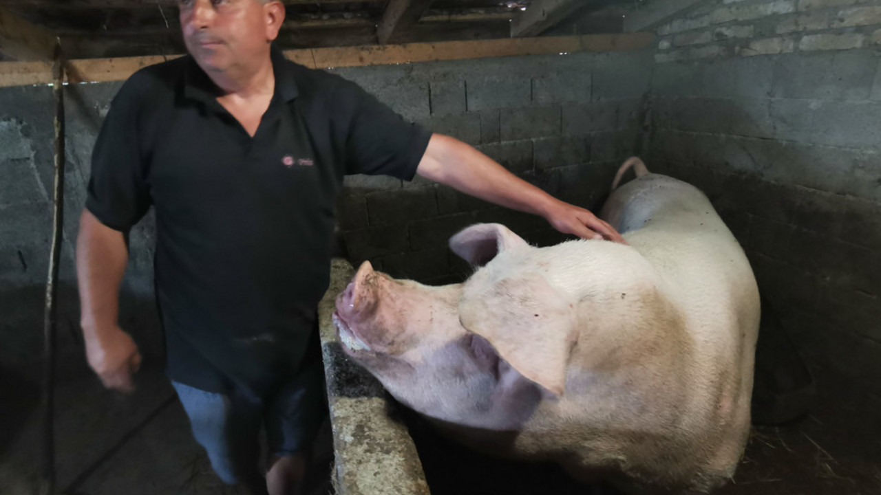 Dragan je hrani domaćim koncentratom