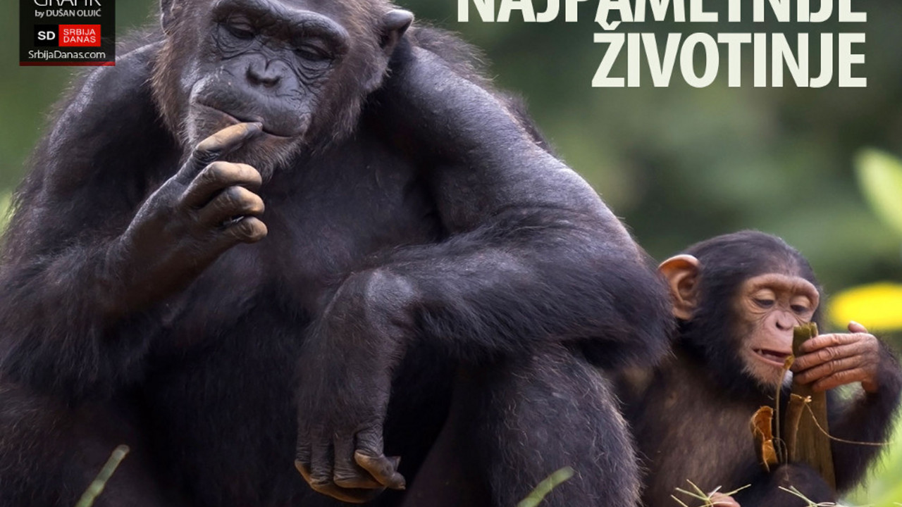 najpametnije životinje