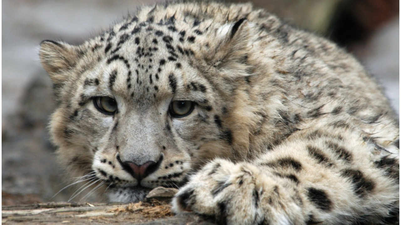 snežni leopard