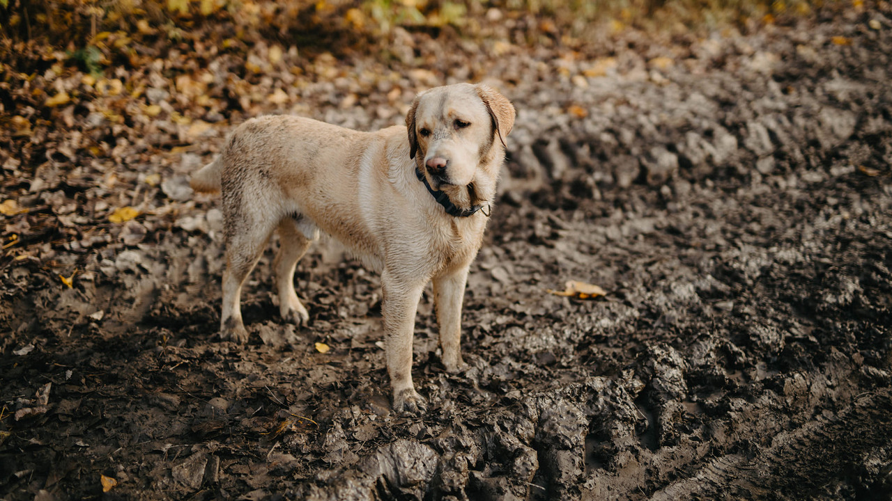 Labrador