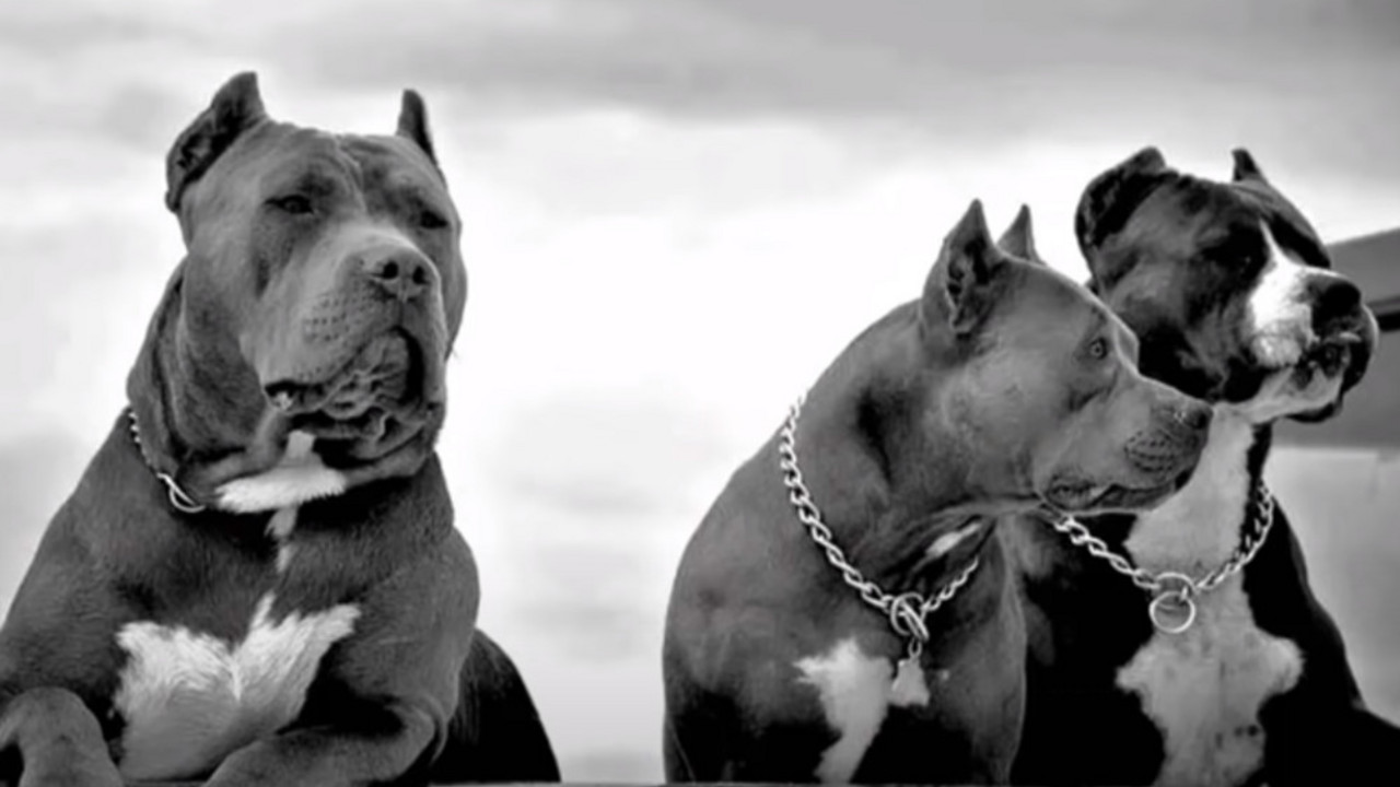 Pit bul