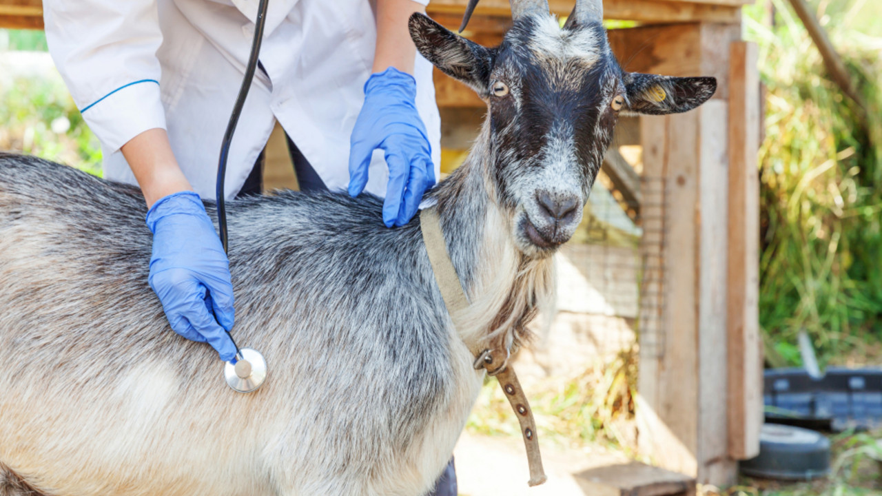 veterinar